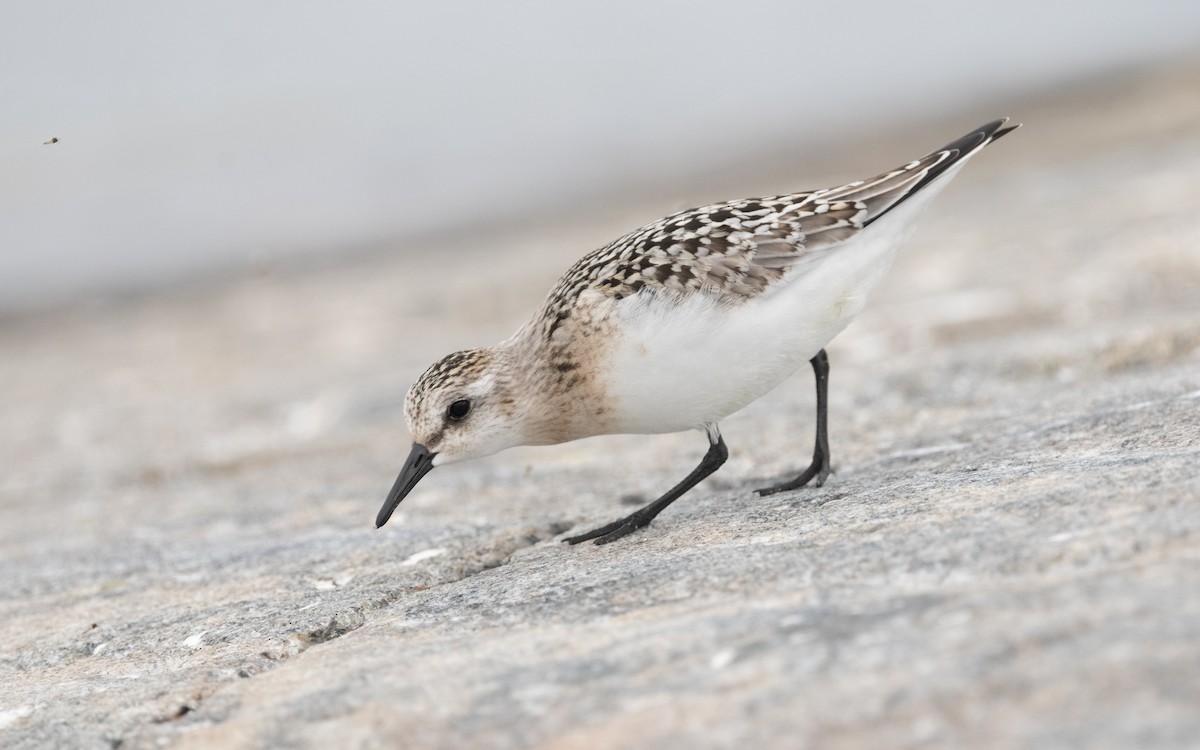 Sanderling - ML609014848