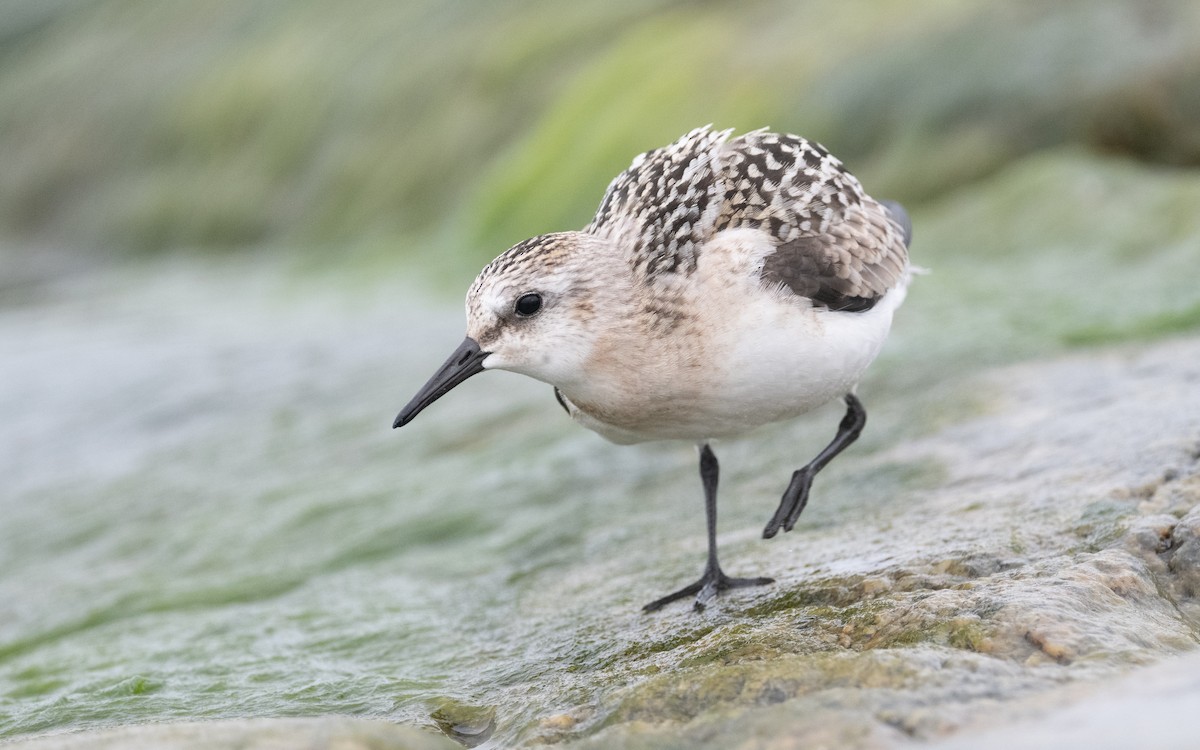 Sanderling - ML609014849