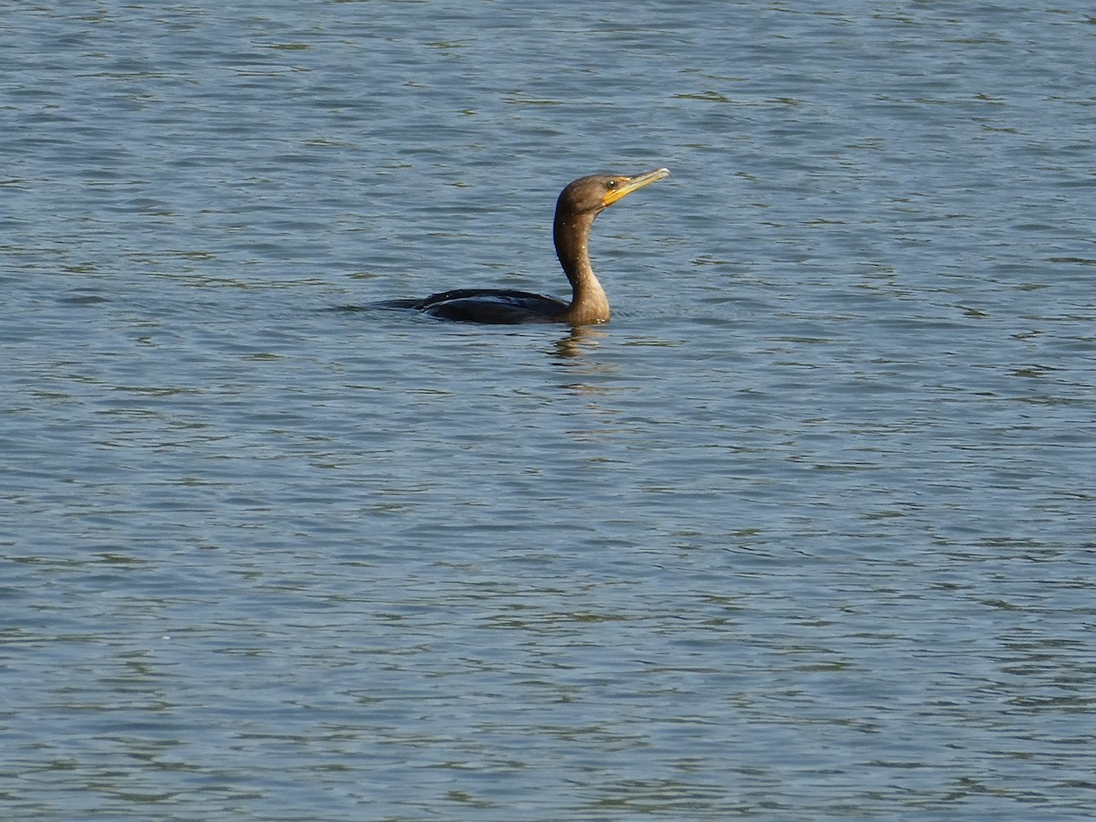 Double-crested Cormorant - ML609014873