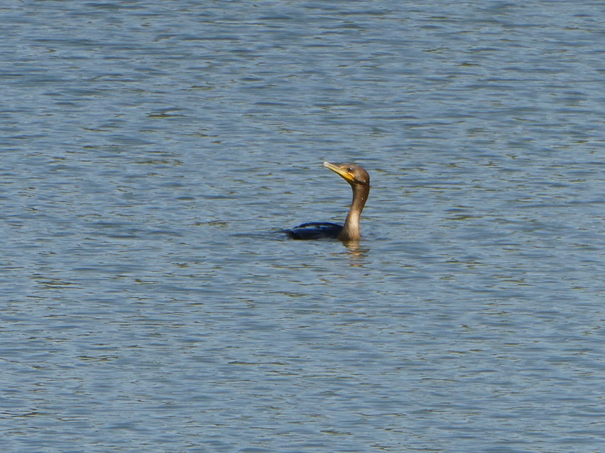Double-crested Cormorant - ML609014874