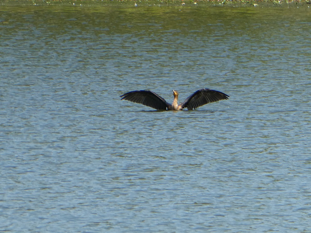Double-crested Cormorant - ML609014875