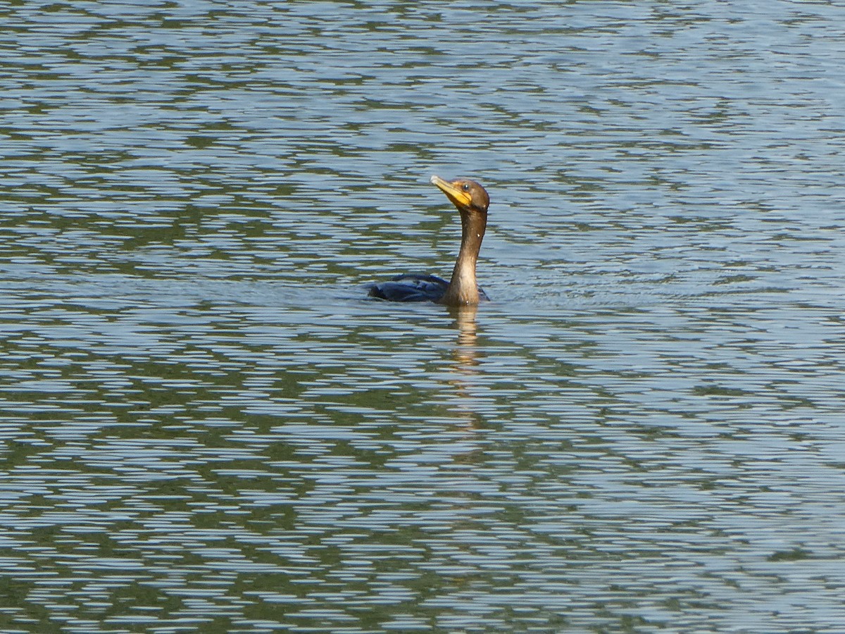 Double-crested Cormorant - ML609014876