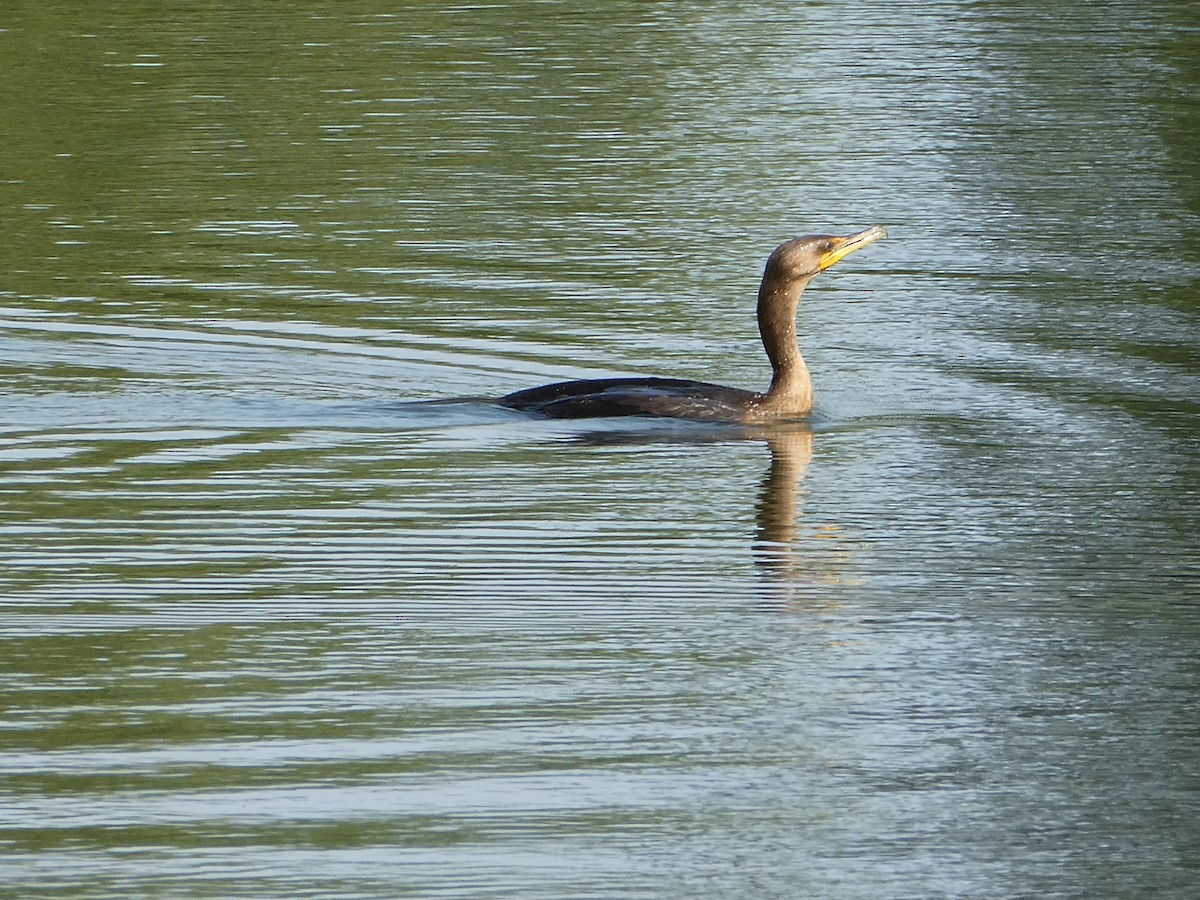 Double-crested Cormorant - ML609014877