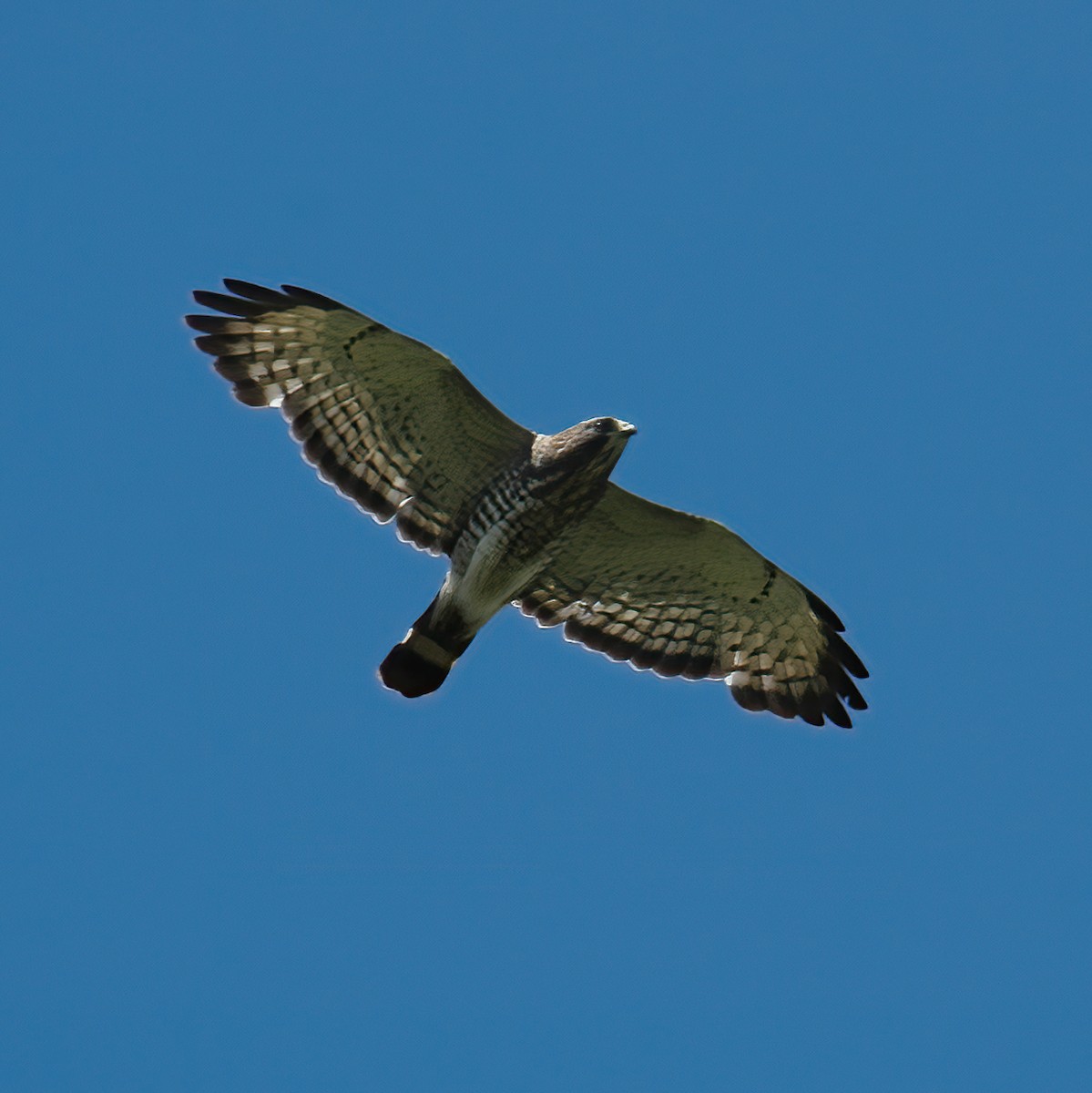 Broad-winged Hawk - ML609014906