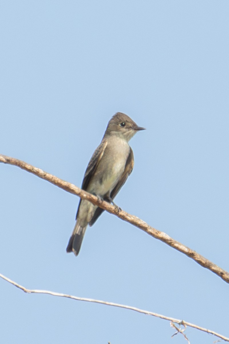 Eastern Wood-Pewee - Michelle Summers