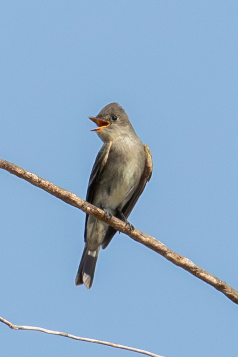 Eastern Wood-Pewee - ML609014934