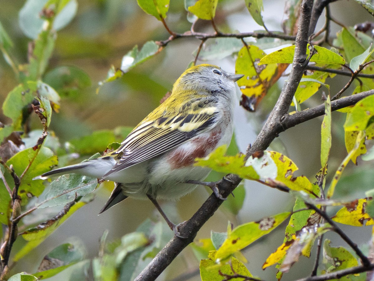 Chestnut-sided Warbler - Susan Elliott