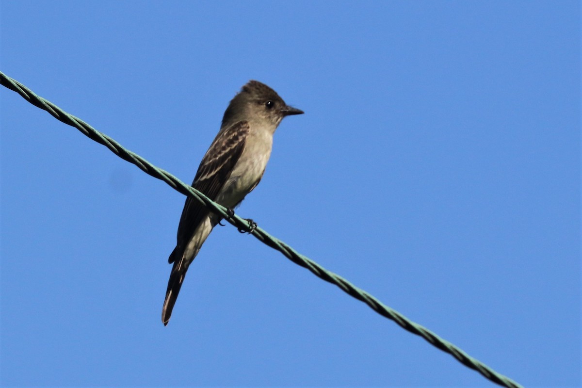 Eastern Wood-Pewee - ML609015147