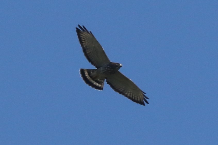 Broad-winged Hawk - Bob White