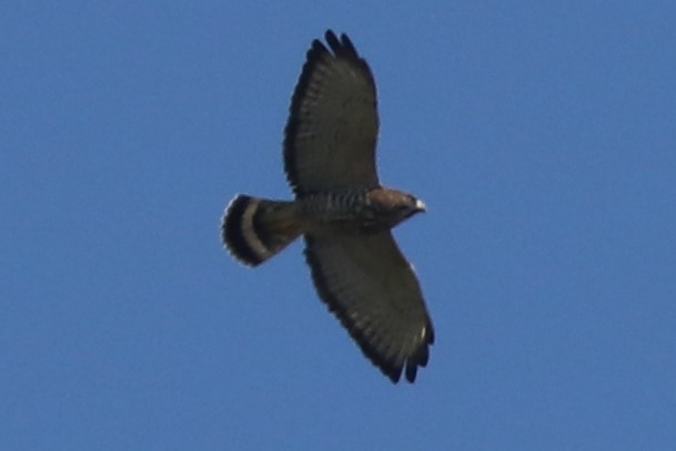 Broad-winged Hawk - ML609015151