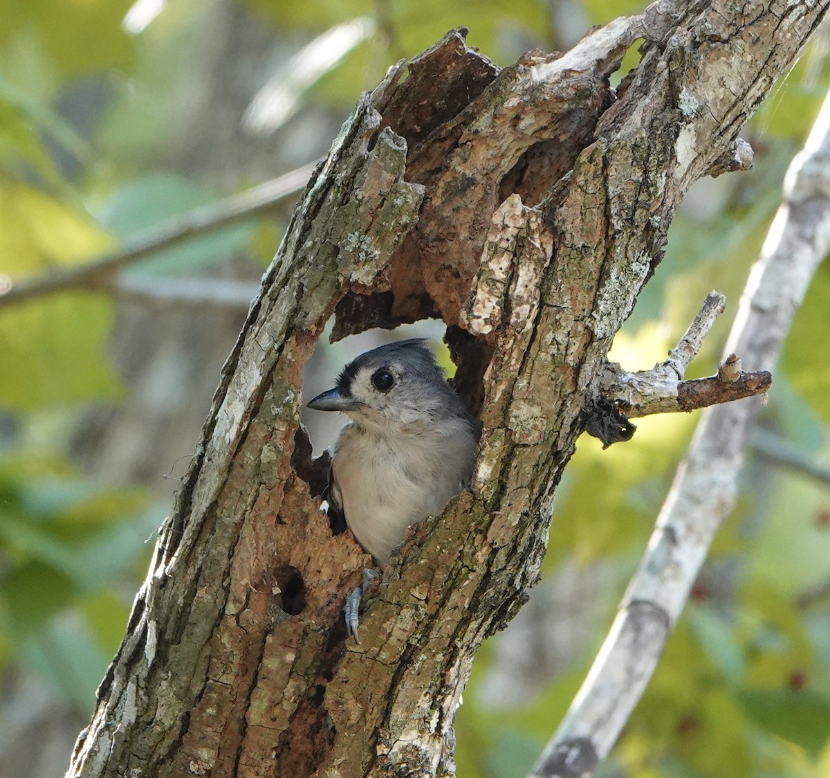 Tufted Titmouse - ML609015202