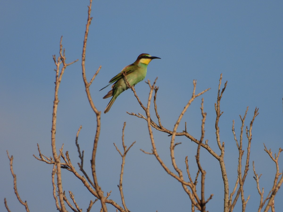 European Bee-eater - ML609015217