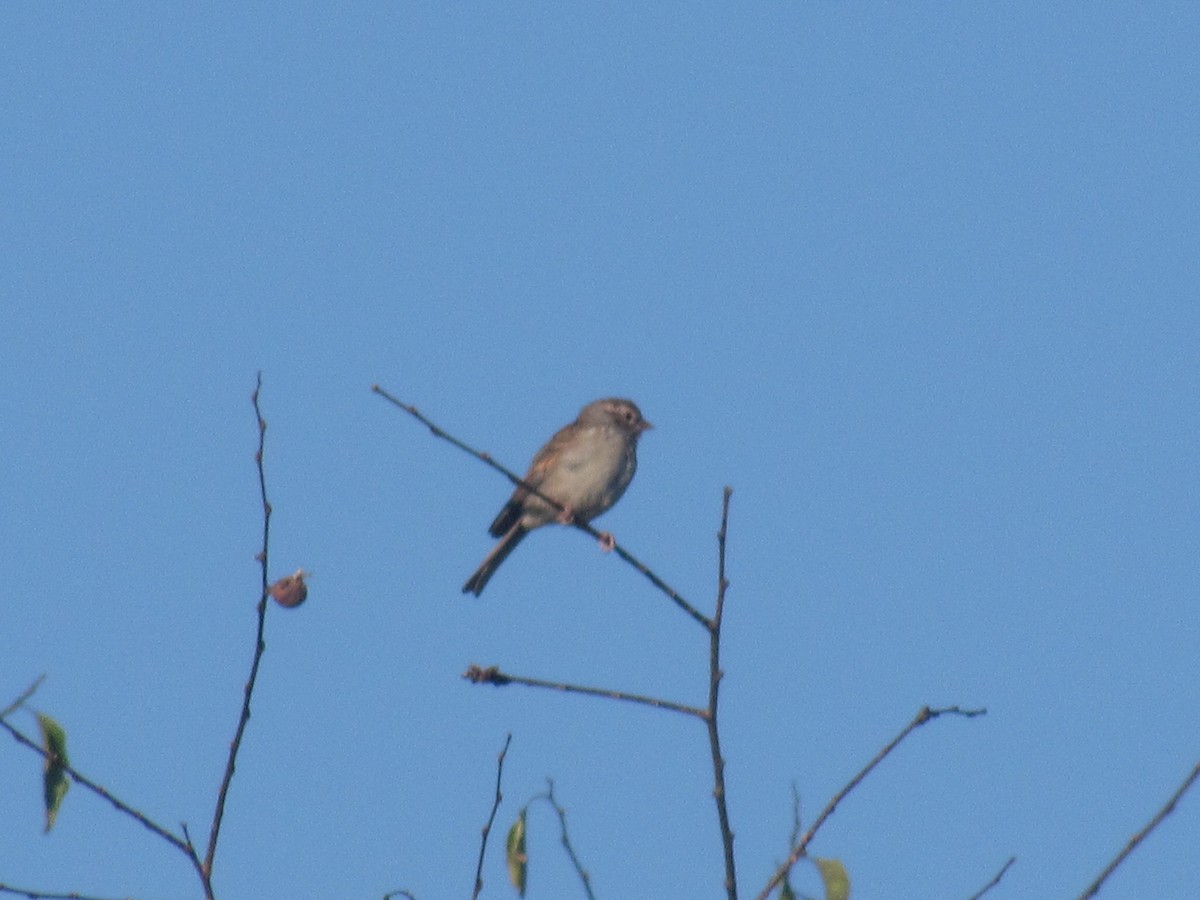 Chipping Sparrow - ML609015238