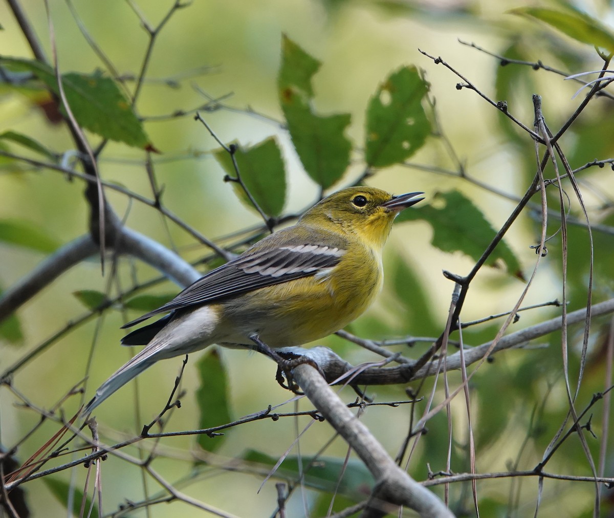 Pine Warbler - ML609015256