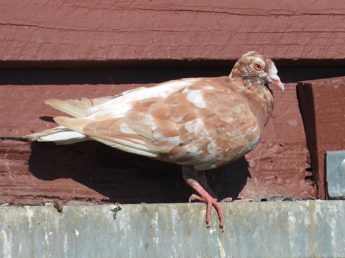 Rock Pigeon (Feral Pigeon) - ML609015327