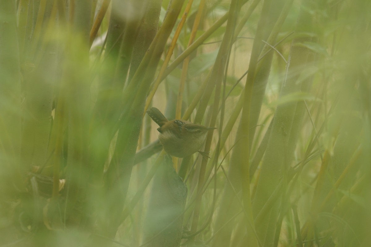 Marsh Wren - ML609015441
