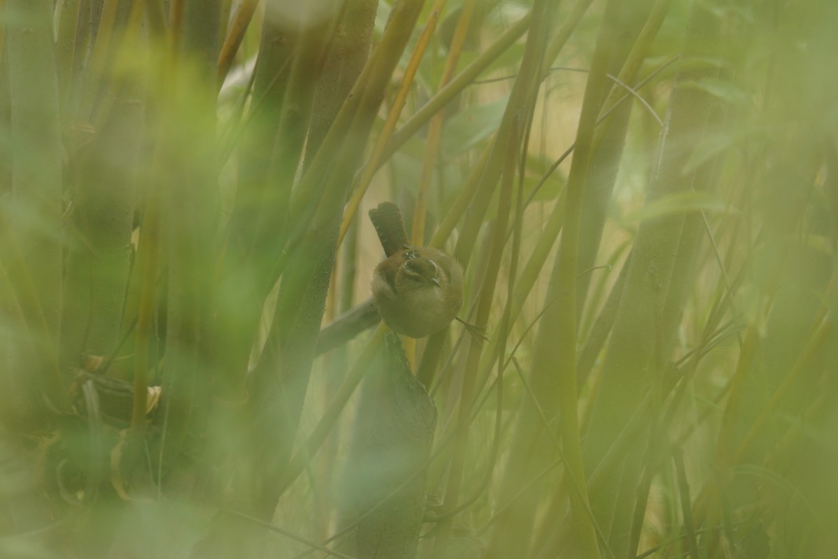 Marsh Wren - ML609015445