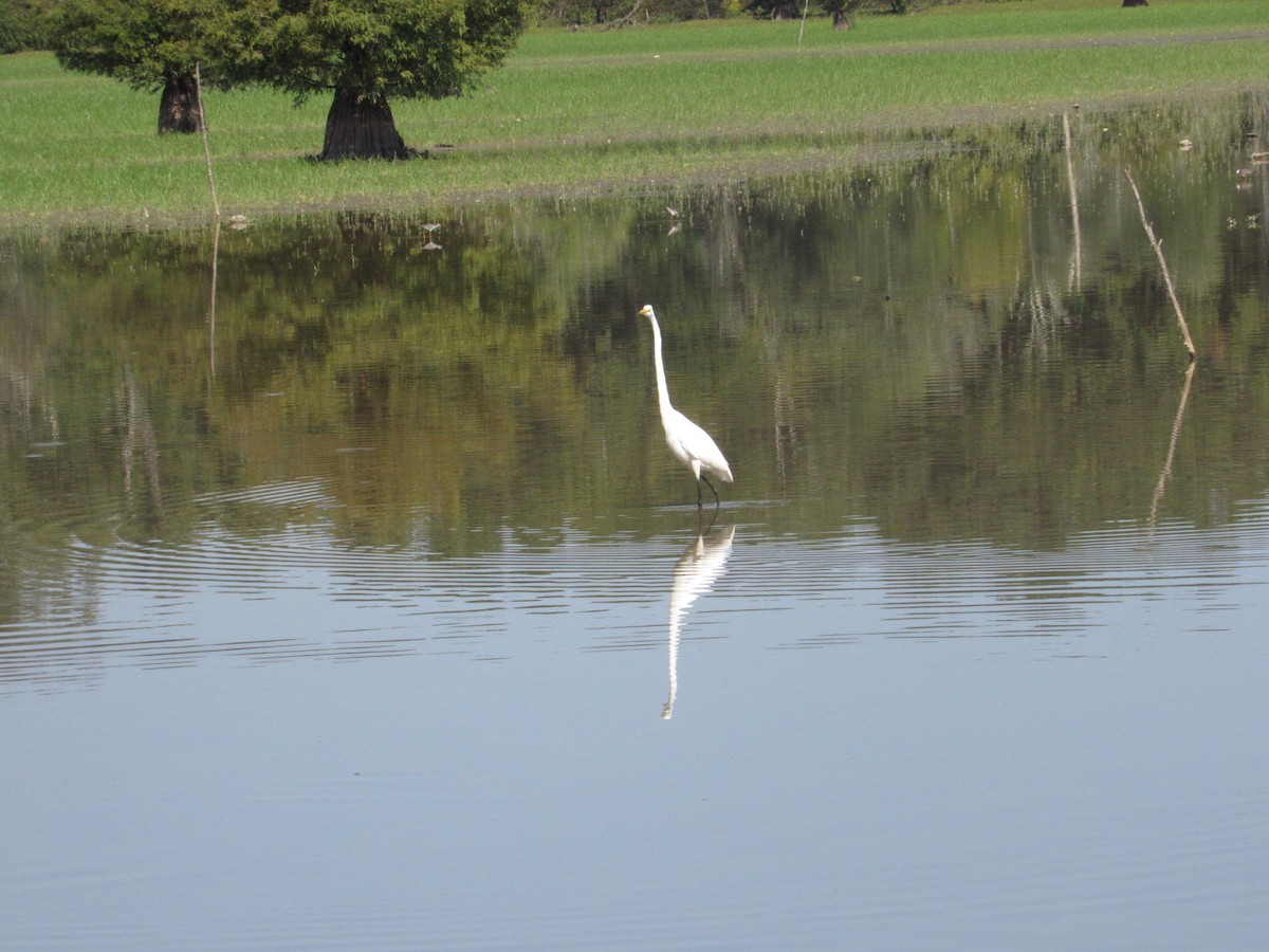 Great Egret - ML609015458