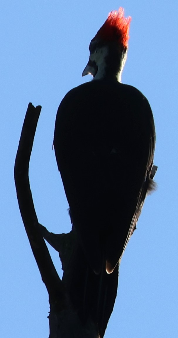 Pileated Woodpecker - ML609015522