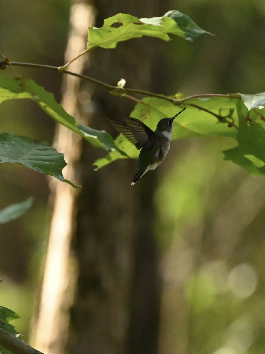 Ruby-throated Hummingbird - ML609015542