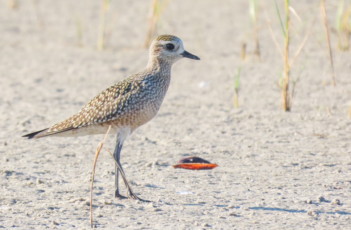 American Golden-Plover - Collin Stempien