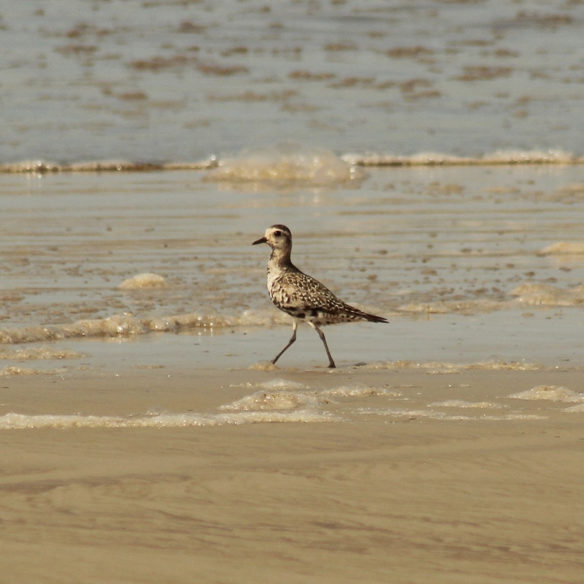 American Golden-Plover - Guillermo Andreo