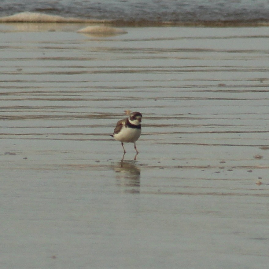 Semipalmated Plover - Guillermo Andreo