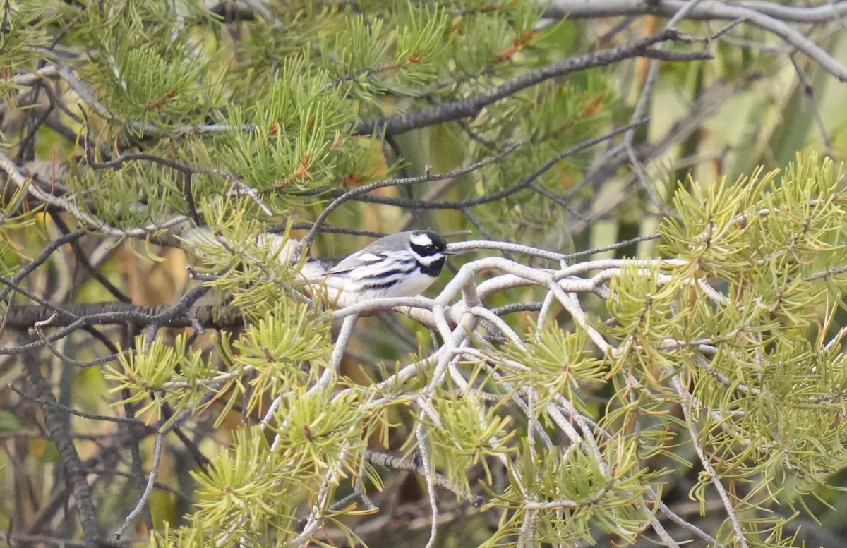 gråparula - ML609015602