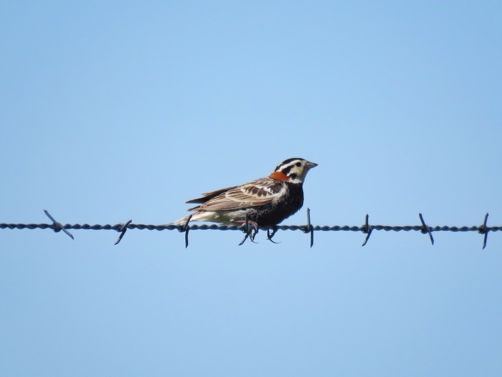 Chestnut-collared Longspur - ML609015615