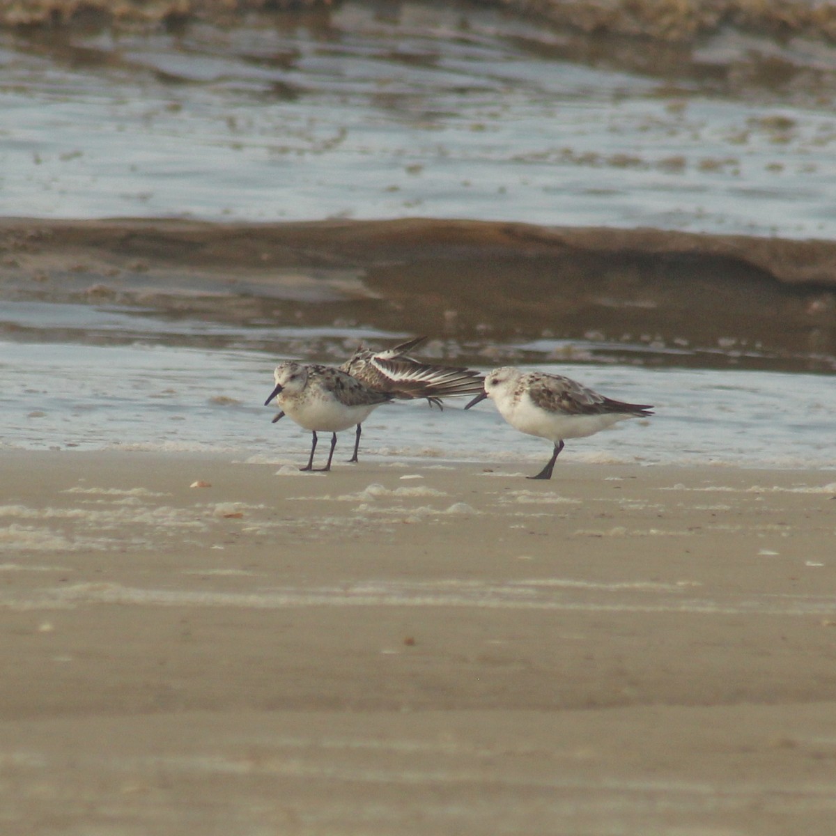 Sanderling - Guillermo Andreo