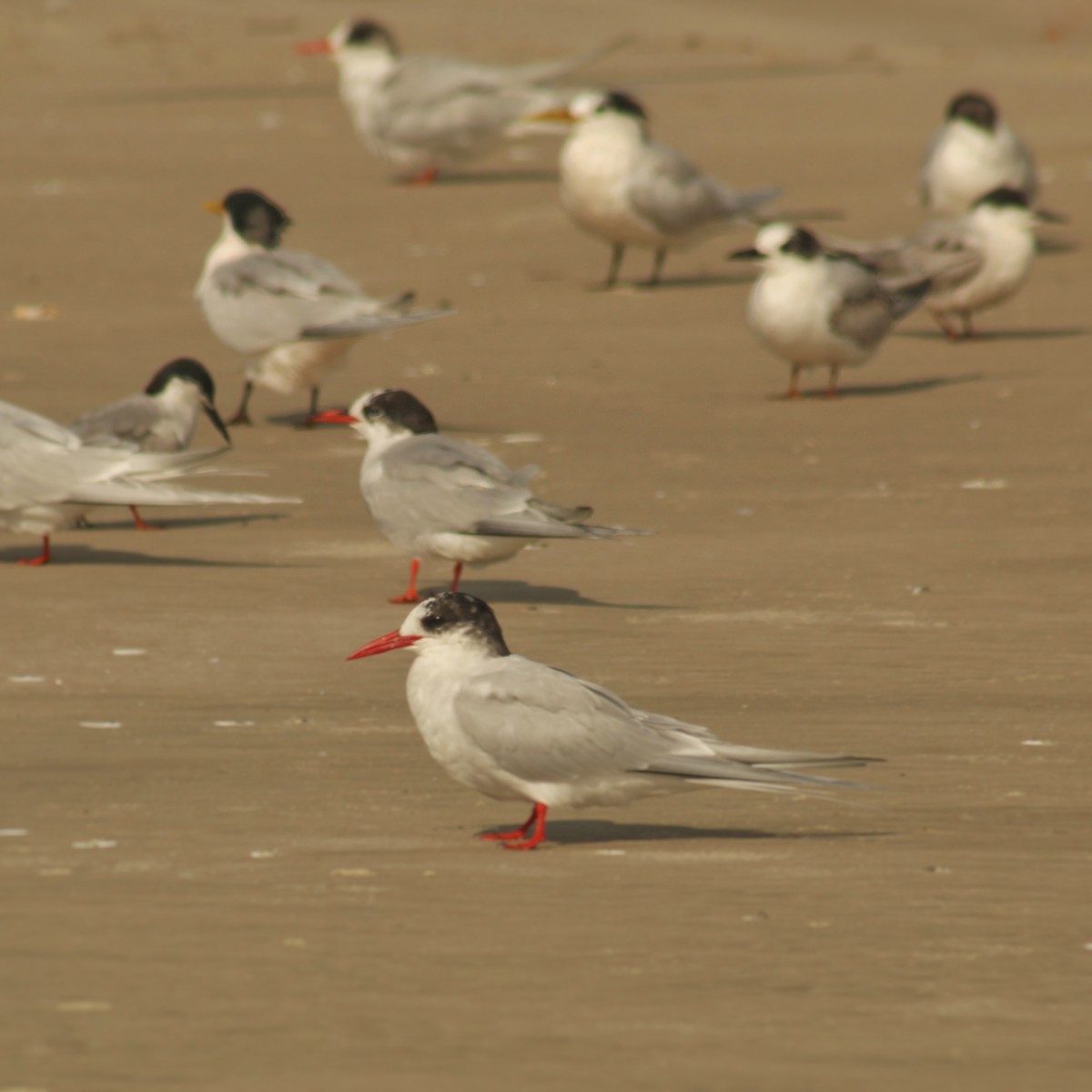 South American Tern - Guillermo Andreo