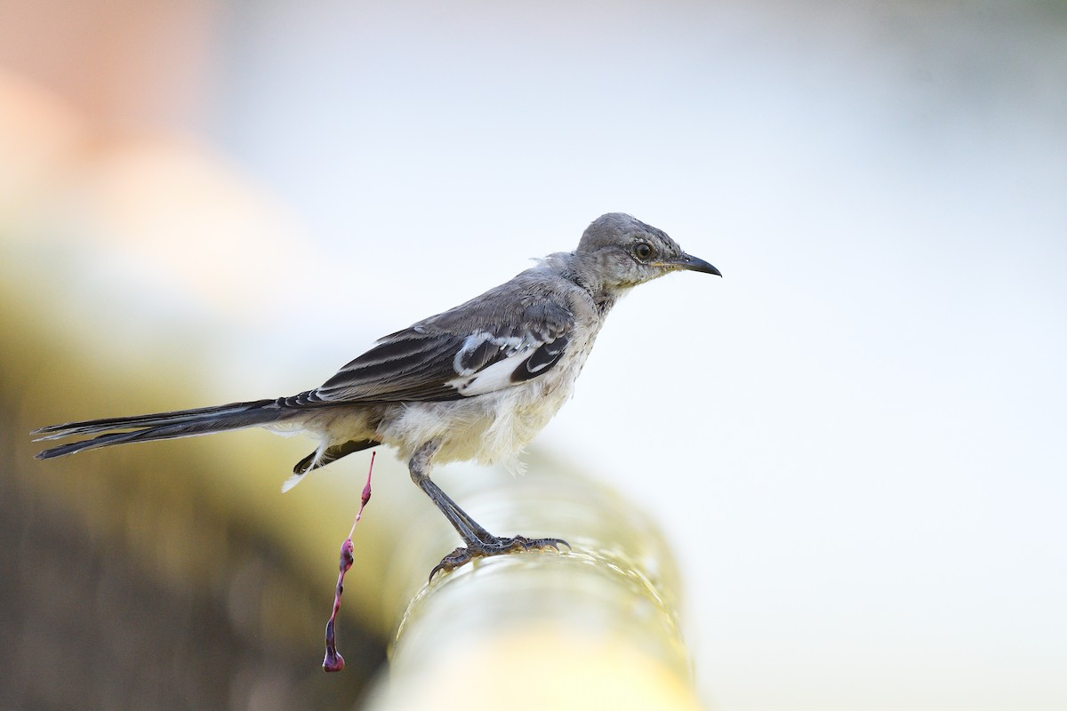 Northern Mockingbird - ML609015670