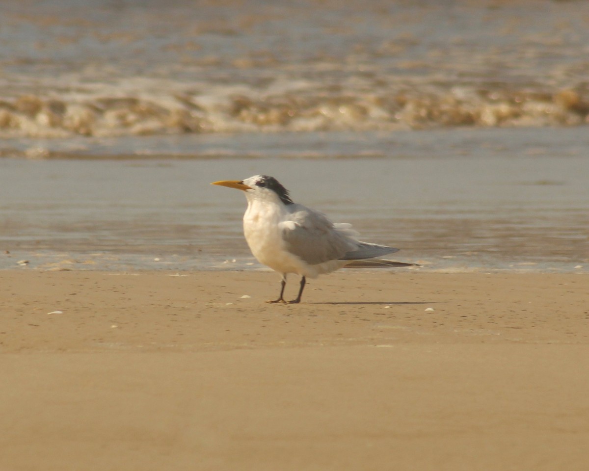 Sandwich Tern - Guillermo Andreo
