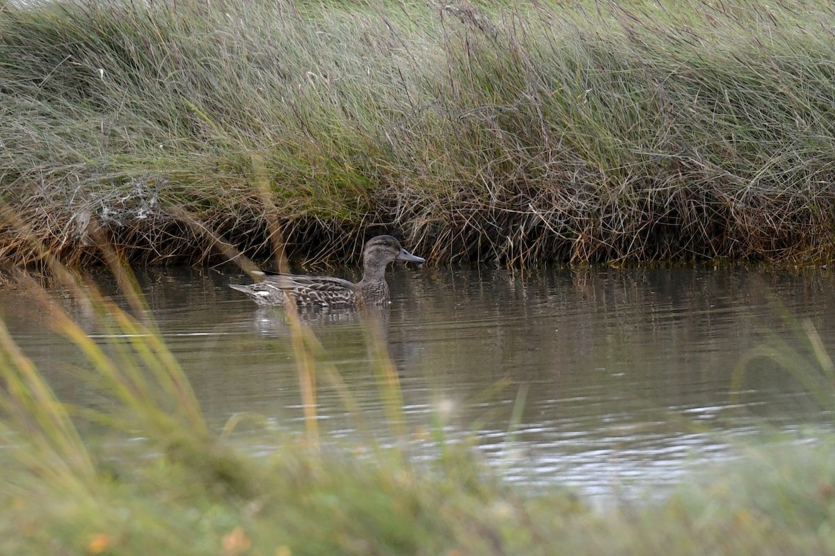 Green-winged Teal - ML609015687