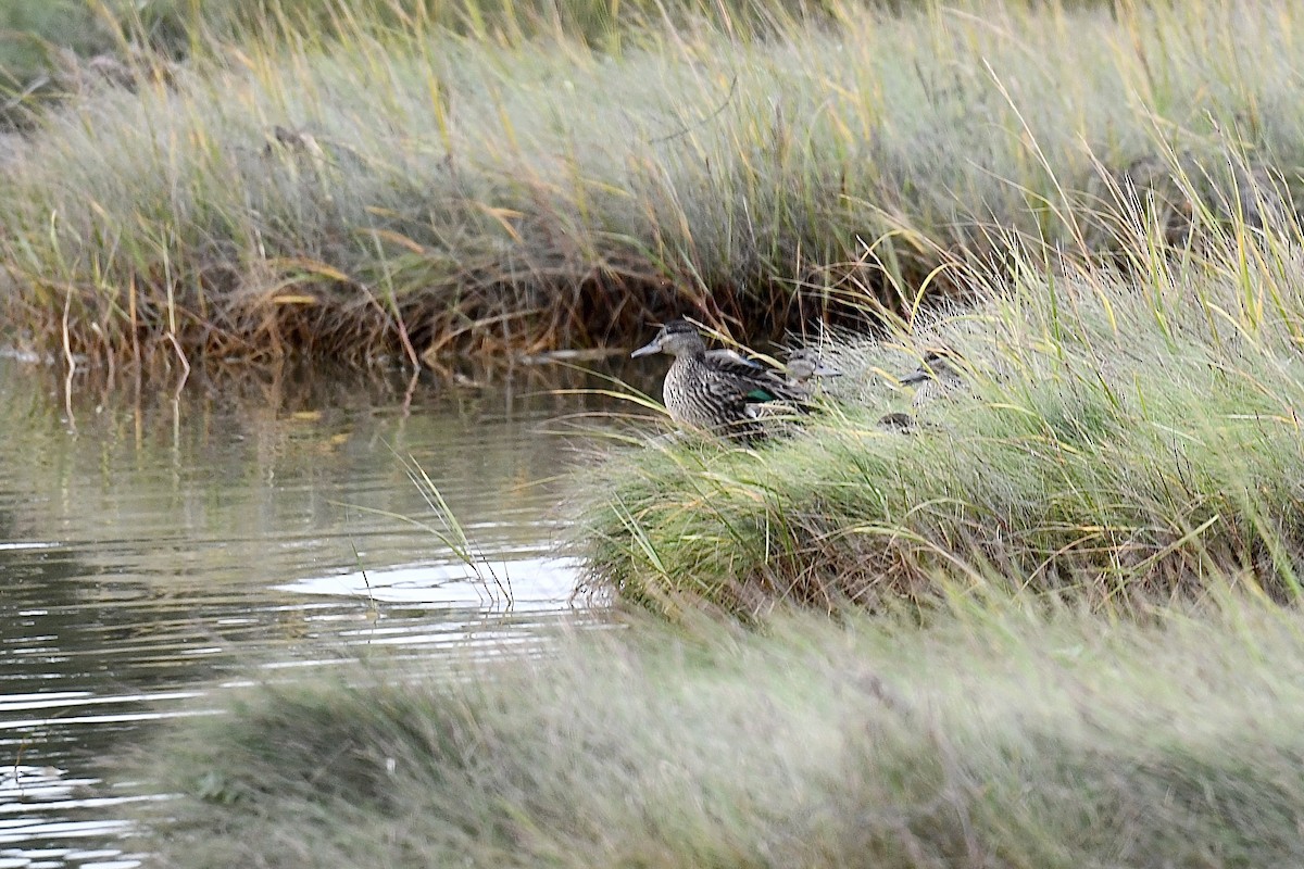 Green-winged Teal - ML609015688