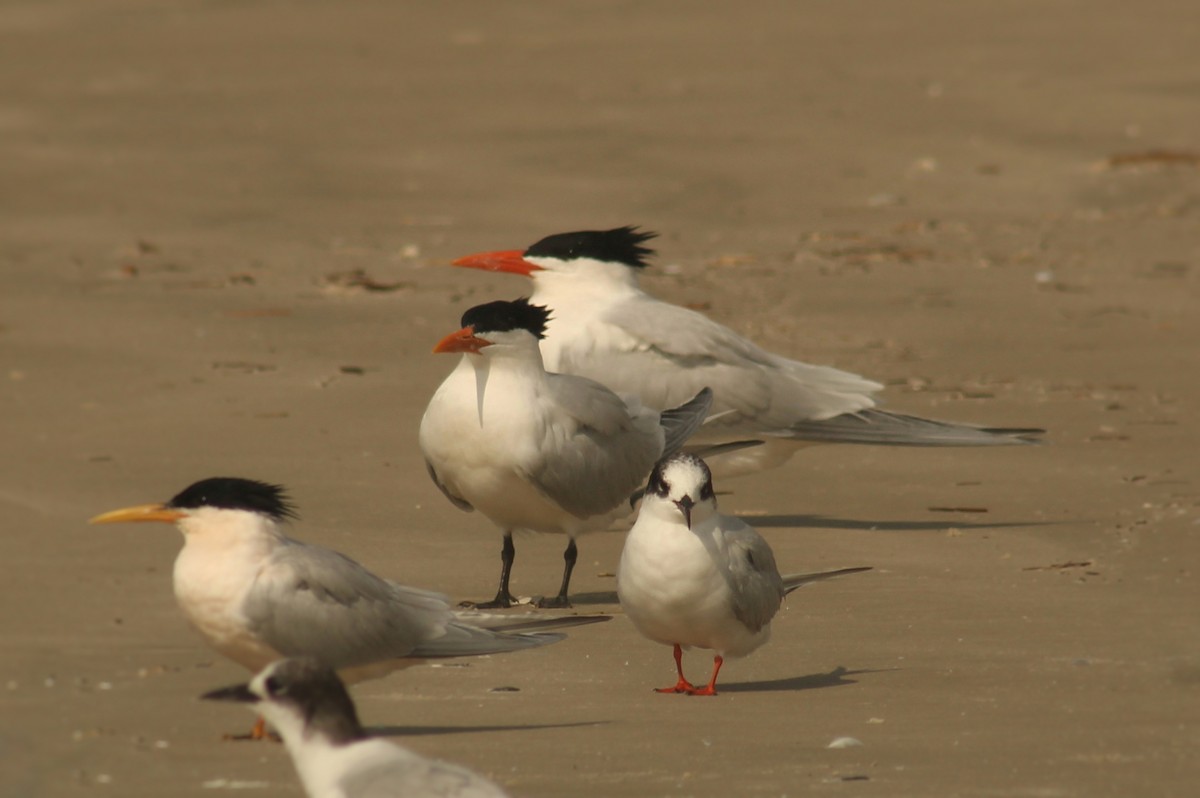 Royal Tern - Guillermo Andreo