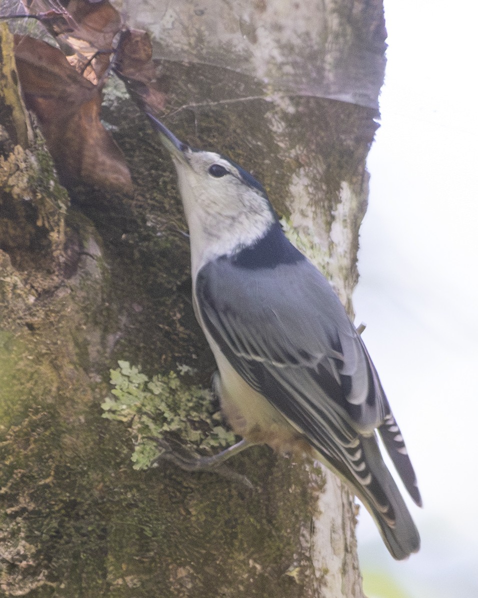 White-breasted Nuthatch - Gary Hofing