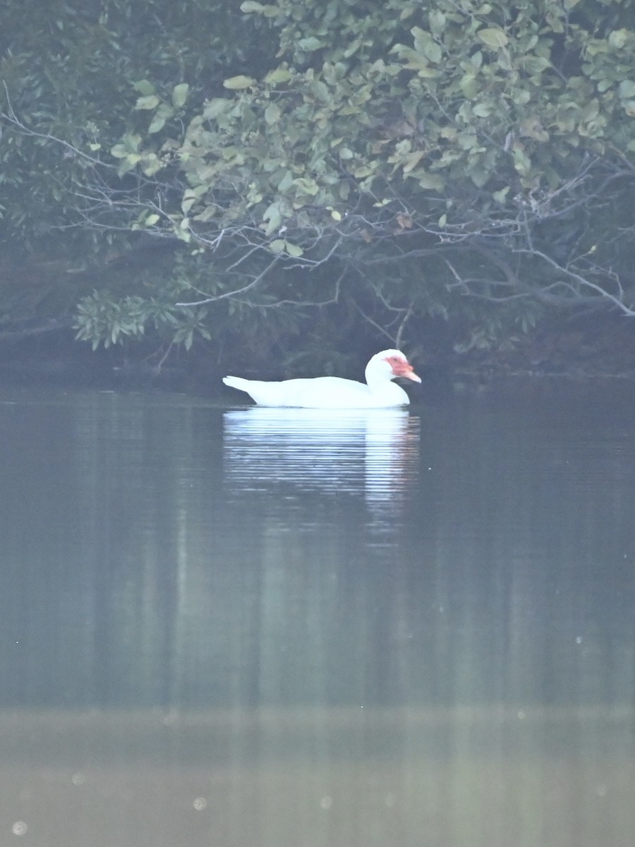 Muscovy Duck (Domestic type) - ML609015878