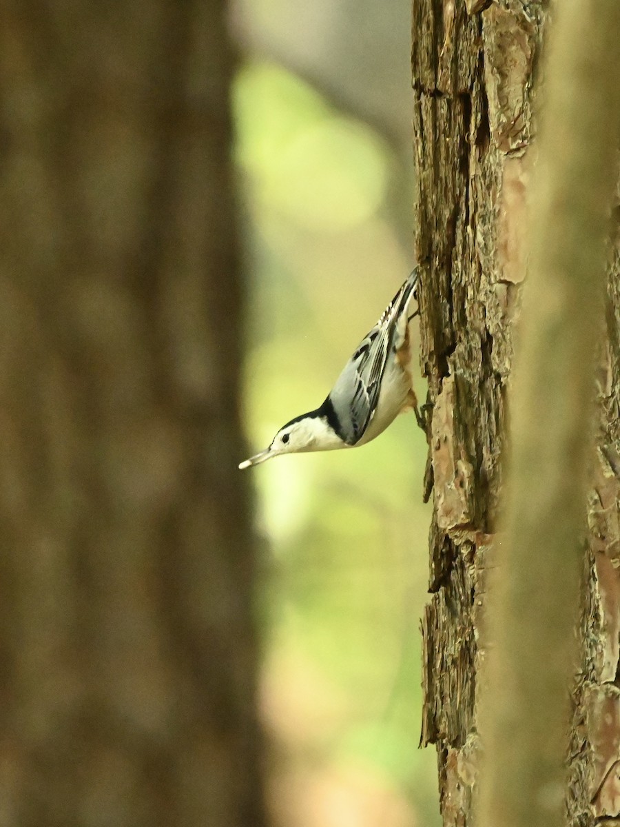 White-breasted Nuthatch - ML609016003