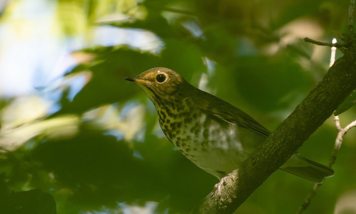 Swainson's Thrush - ML609016050