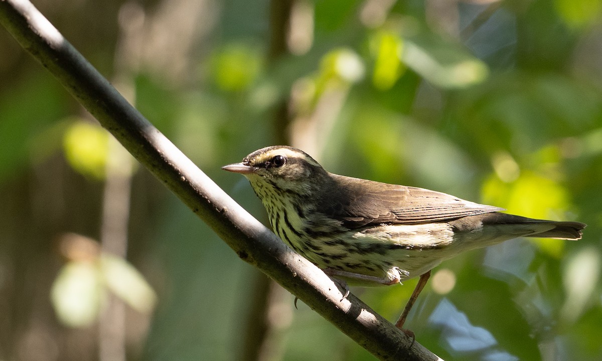 Northern Waterthrush - ML609016059