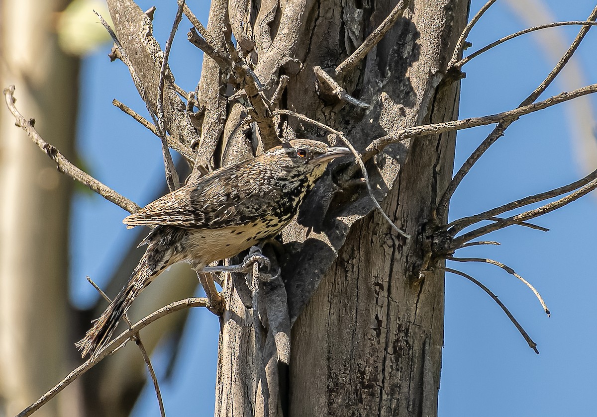 Cactus Wren - ML609016060