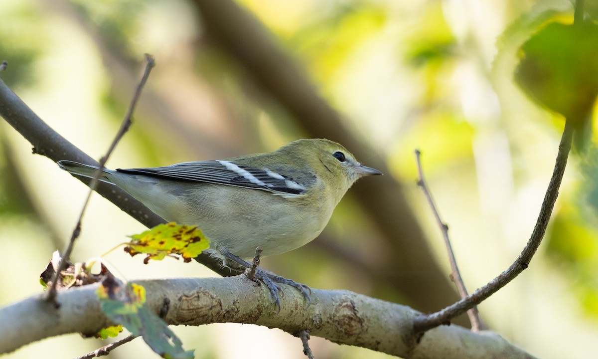 Bay-breasted Warbler - ML609016065