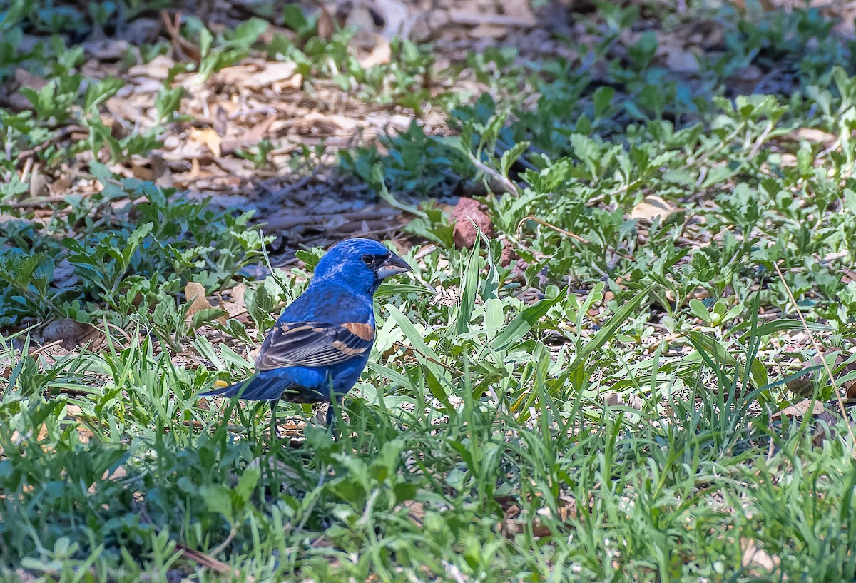 Blue Grosbeak - Frederik Gustavsson