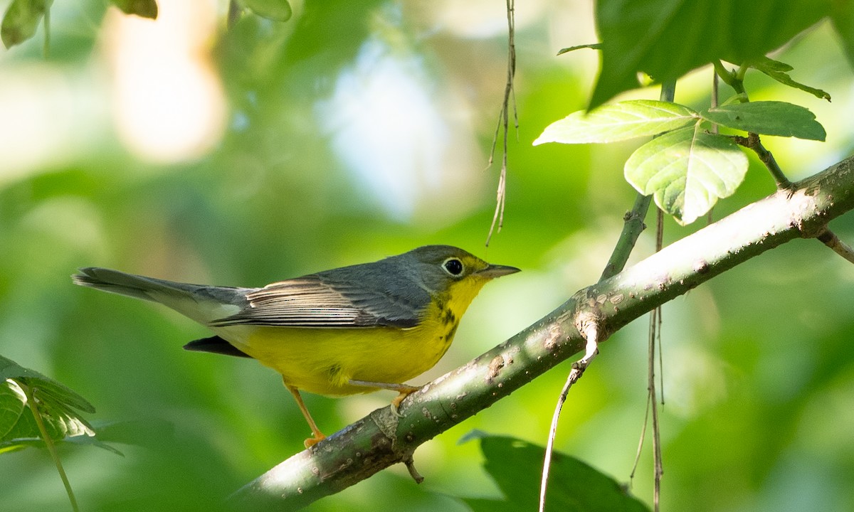 Canada Warbler - ML609016076