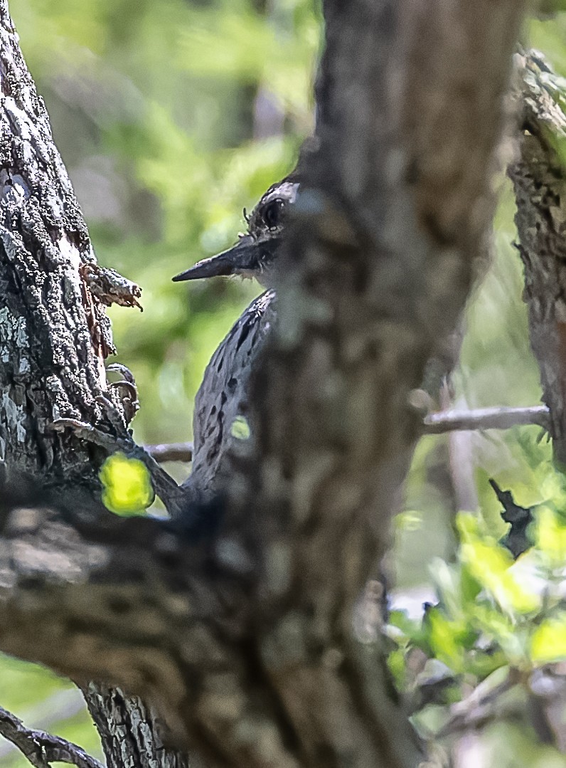 Ladder-backed Woodpecker - ML609016094