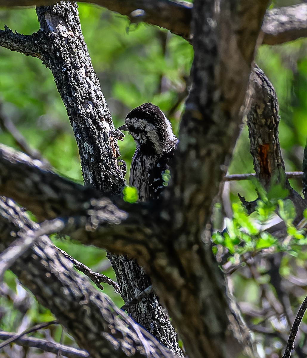 Ladder-backed Woodpecker - ML609016095