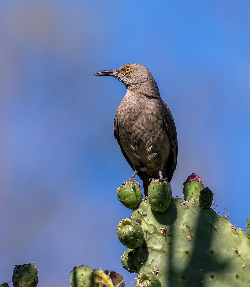 Curve-billed Thrasher - ML609016110