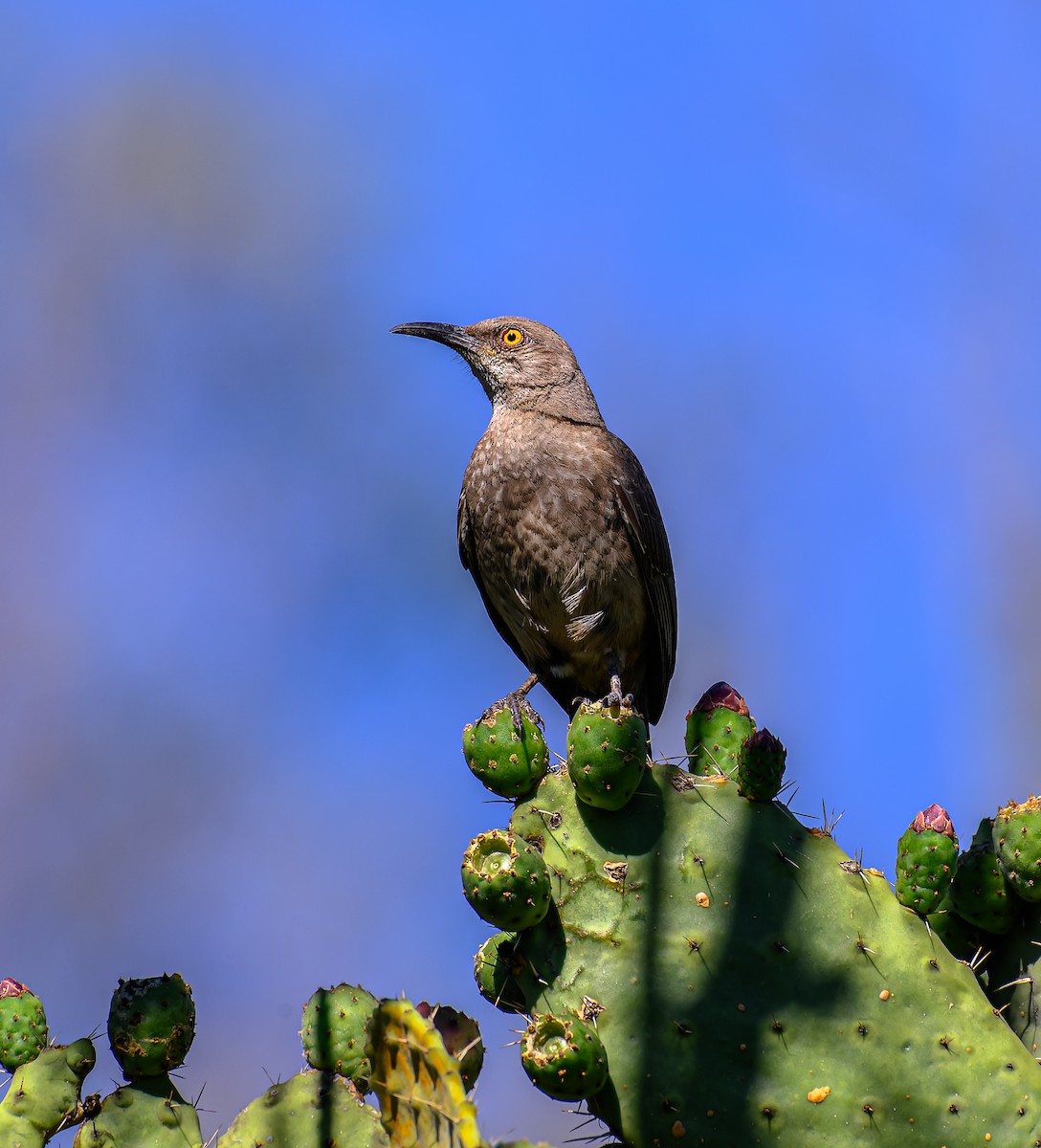 Curve-billed Thrasher - ML609016111