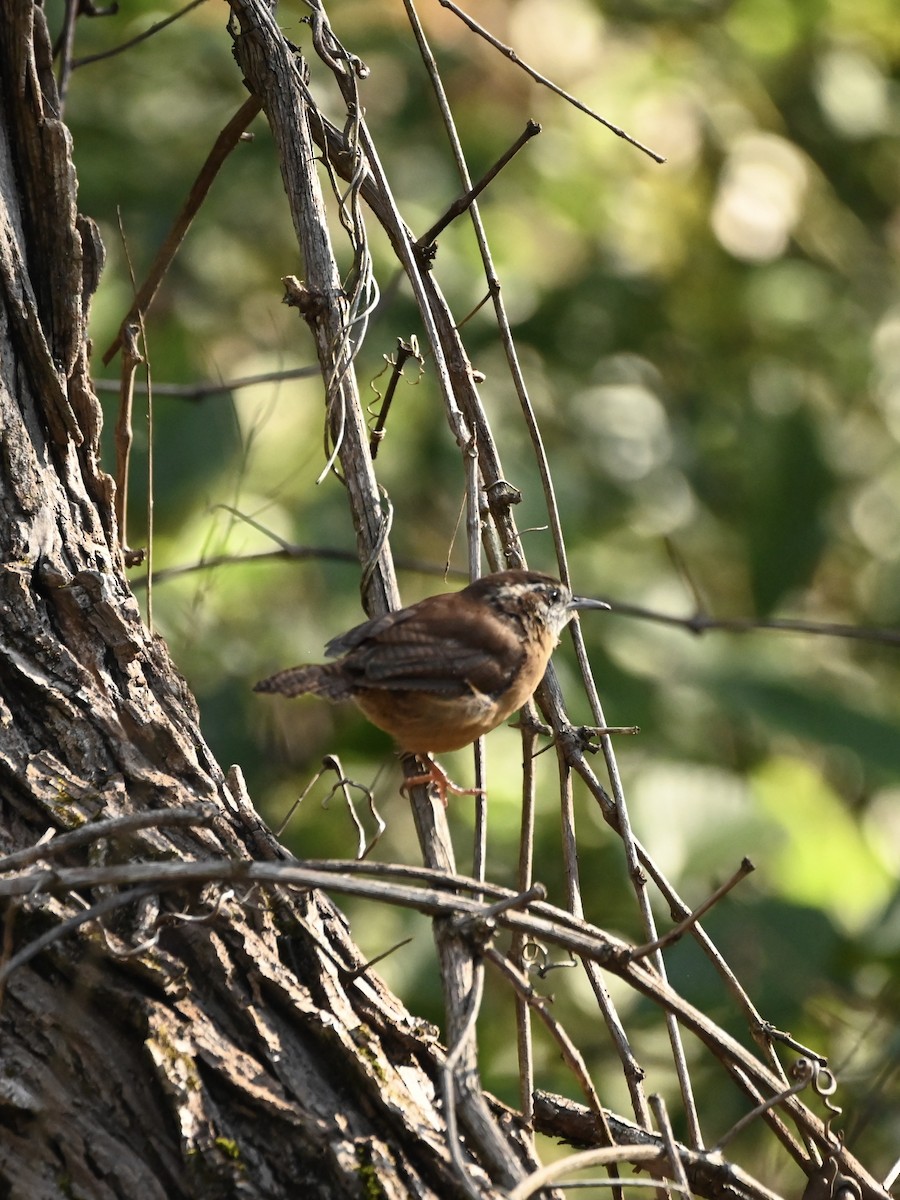 Carolina Wren - ML609016121